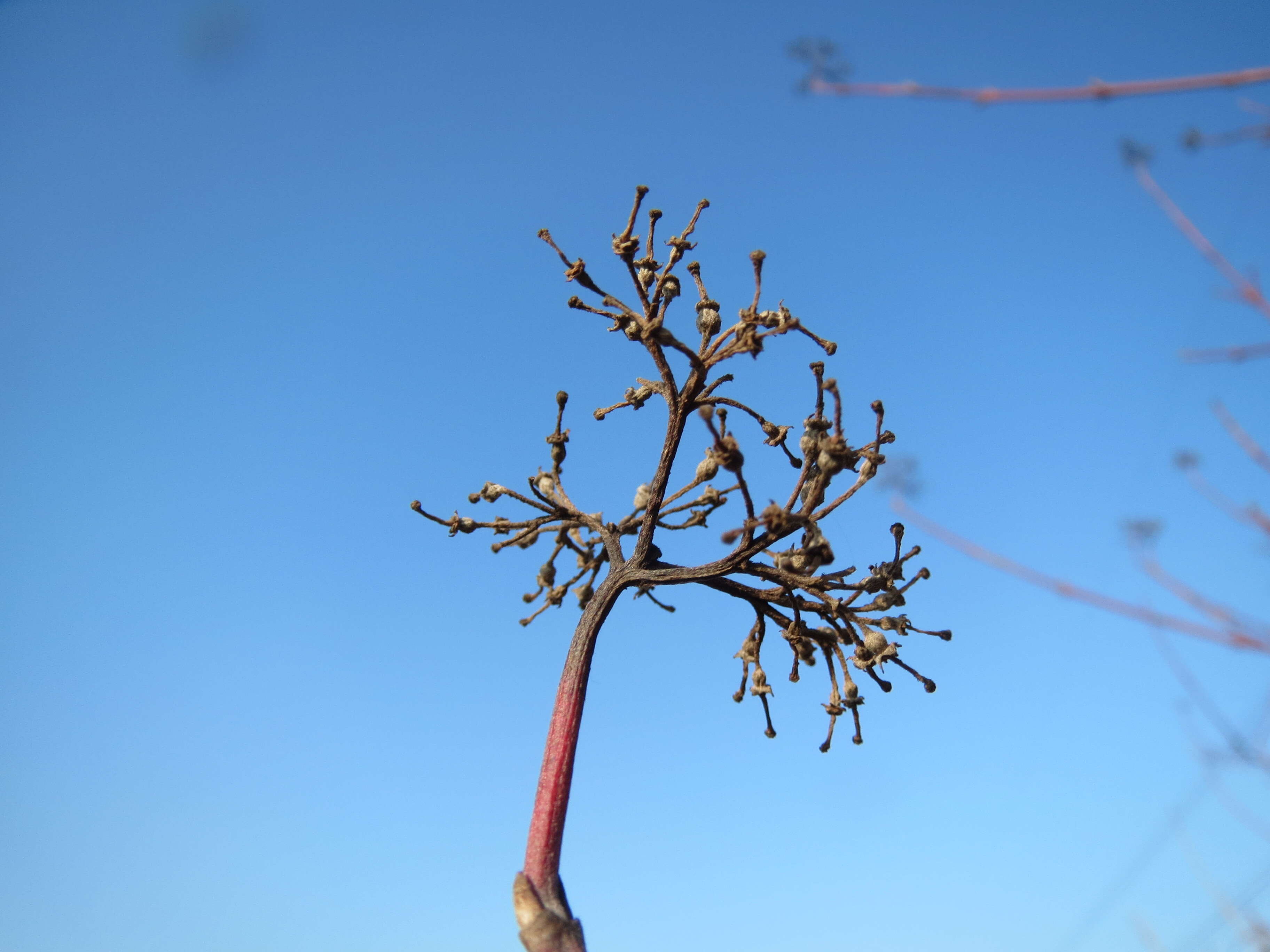 Imagem de Cornus sanguinea L.