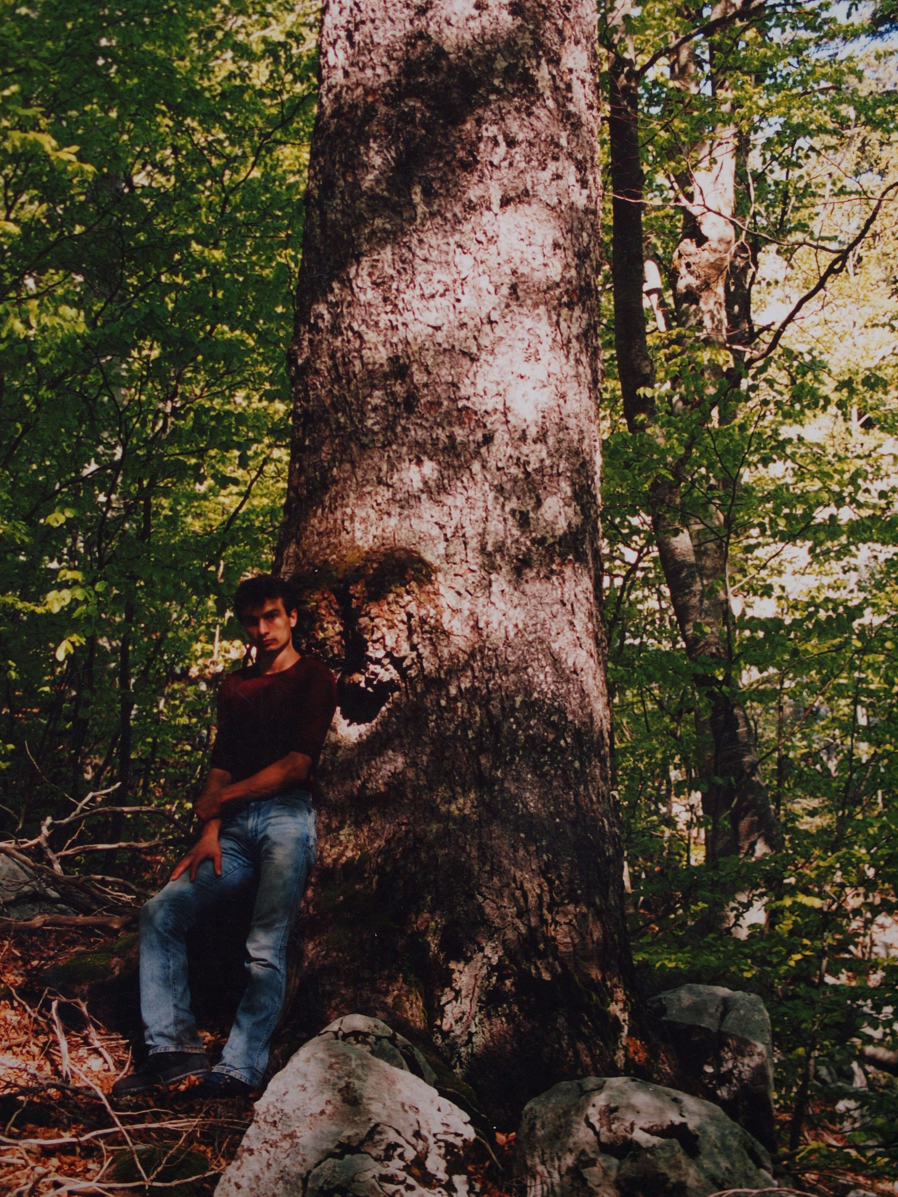 Image of Silver Fir