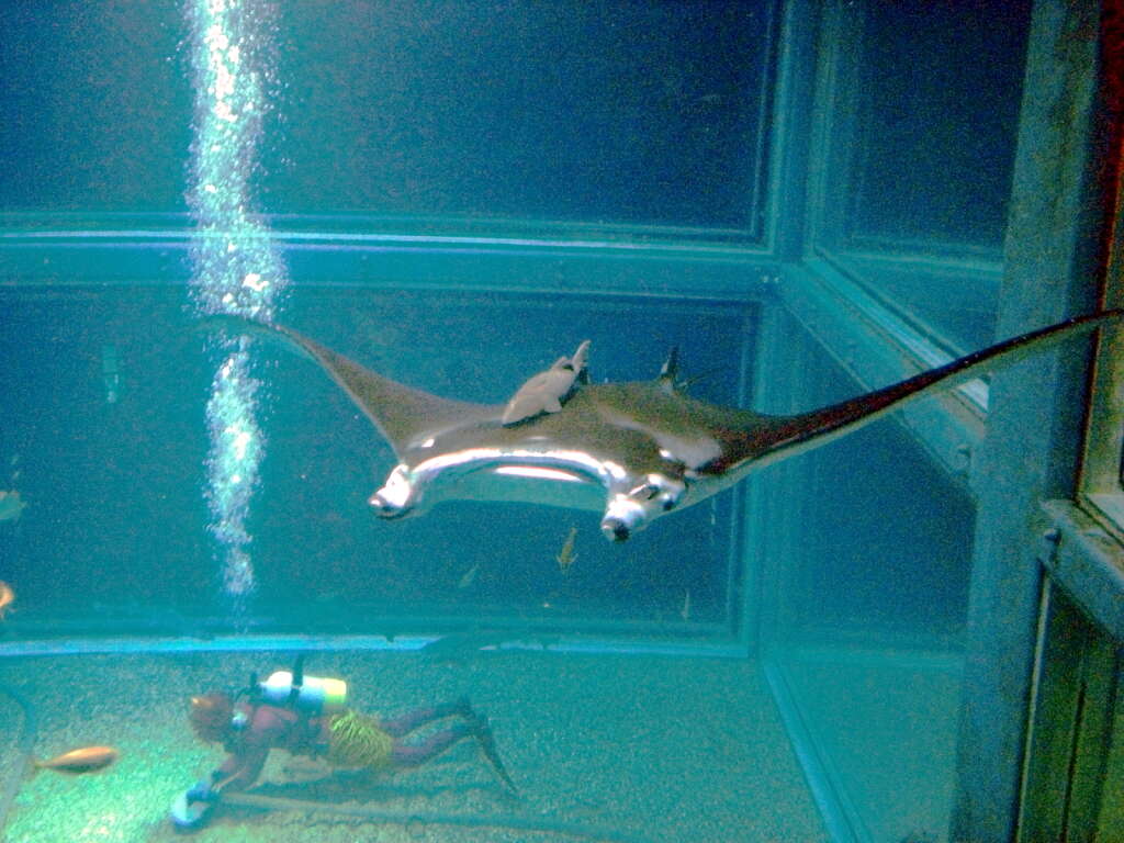 Image of Coastal Manta Ray