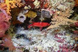 Image of Pink squirrelfish