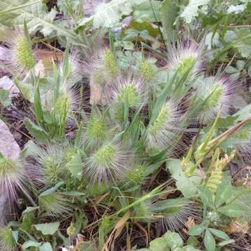 Plancia ëd Cynosurus coloratus Lehm. ex Steud.