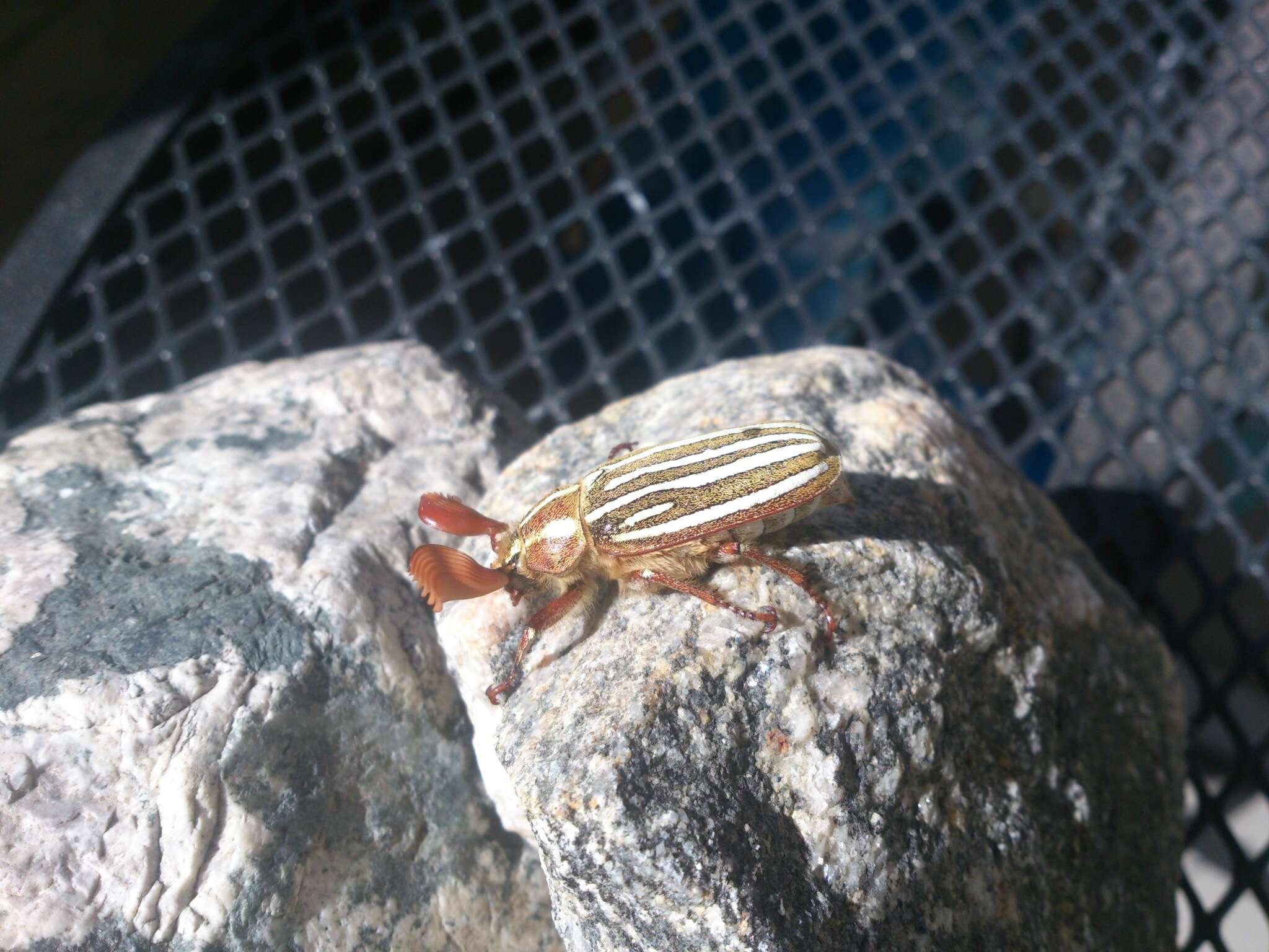 Image of Ten-lined June Beetle