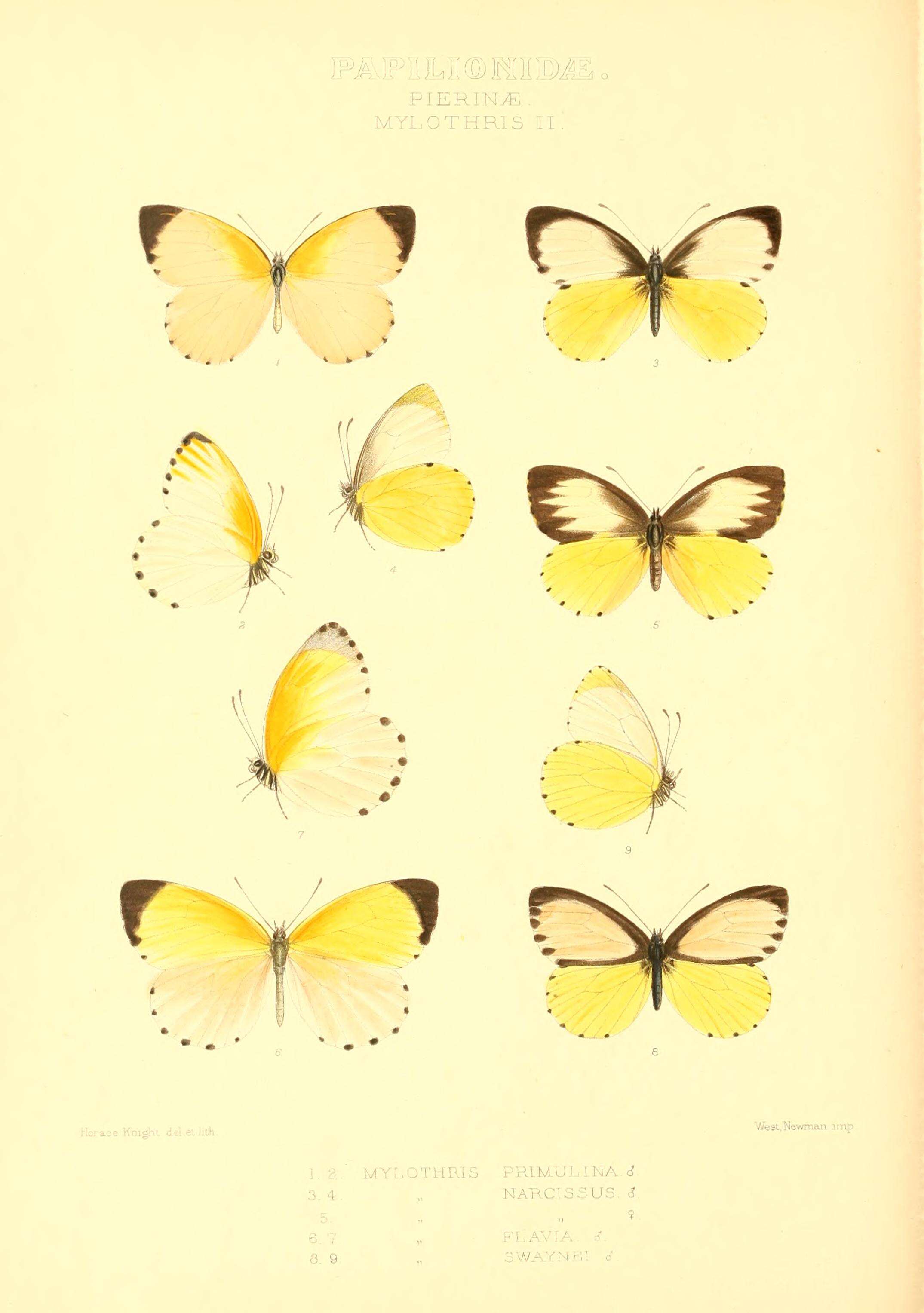 Image of Mylothris sagala Grose-Smith 1886