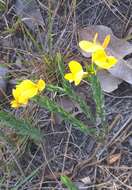 Image of Aspalathus angustifolia subsp. angustifolia