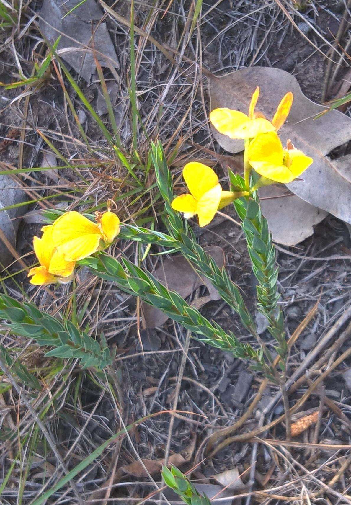 Слика од Aspalathus angustifolia subsp. angustifolia