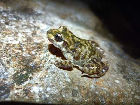 Image of Majorca Midwife Toad