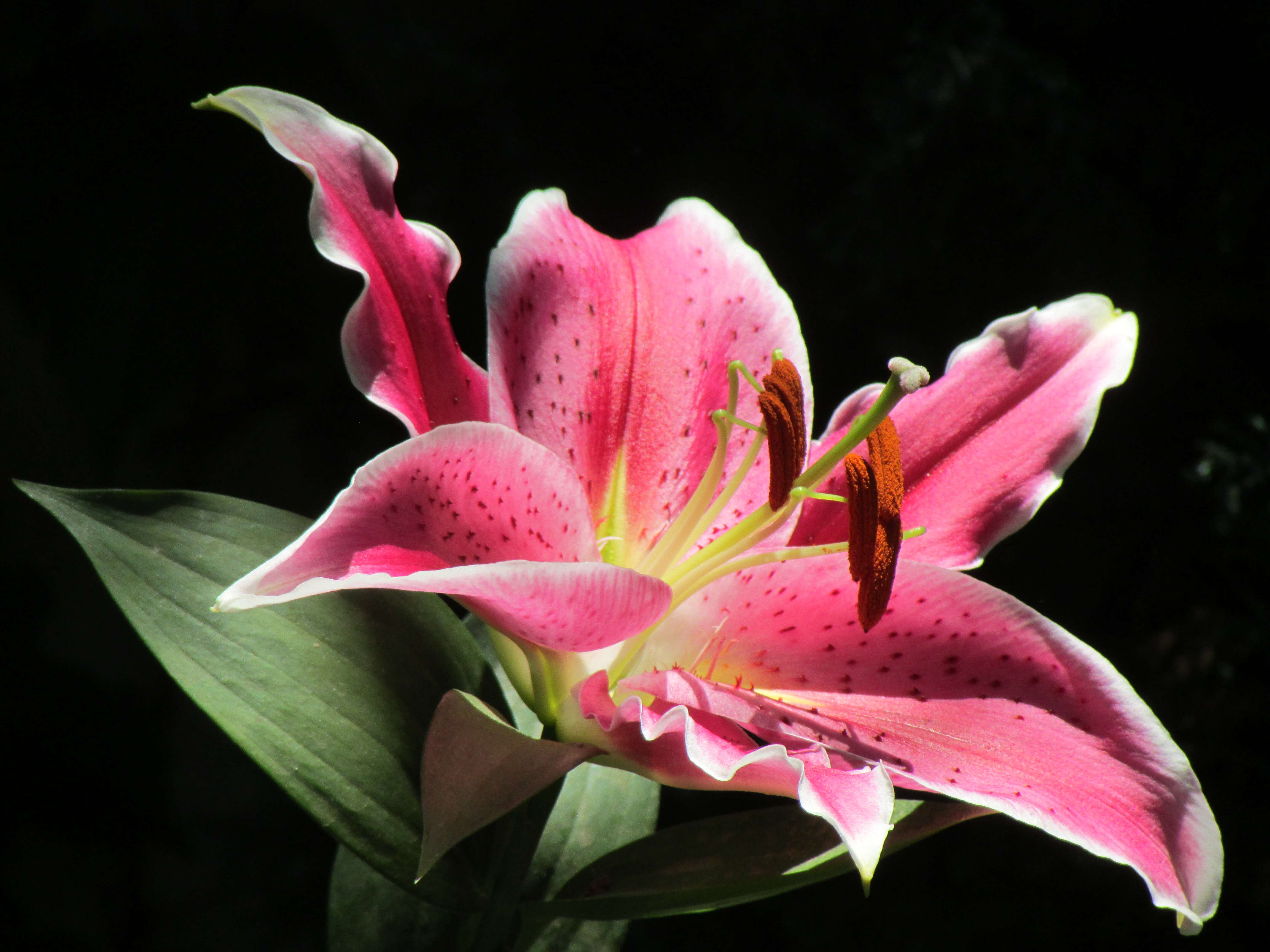 Lilium auratum Lindl. resmi