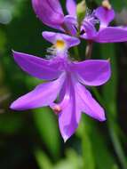 Calopogon tuberosus (L.) Britton, Sterns & Poggenb.的圖片