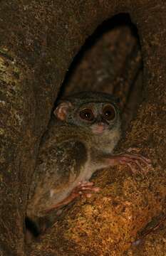 Image of Tarsius spectrumgurskyae Shekelle, Groves, Maryanto & Mittermeier 2017