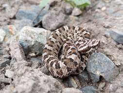 Imagem de Bothrops ammodytoides Leybold 1873