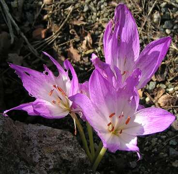 Image of colchicum