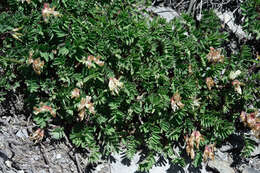 صورة Astragalus nankotaizanensis Sasaki