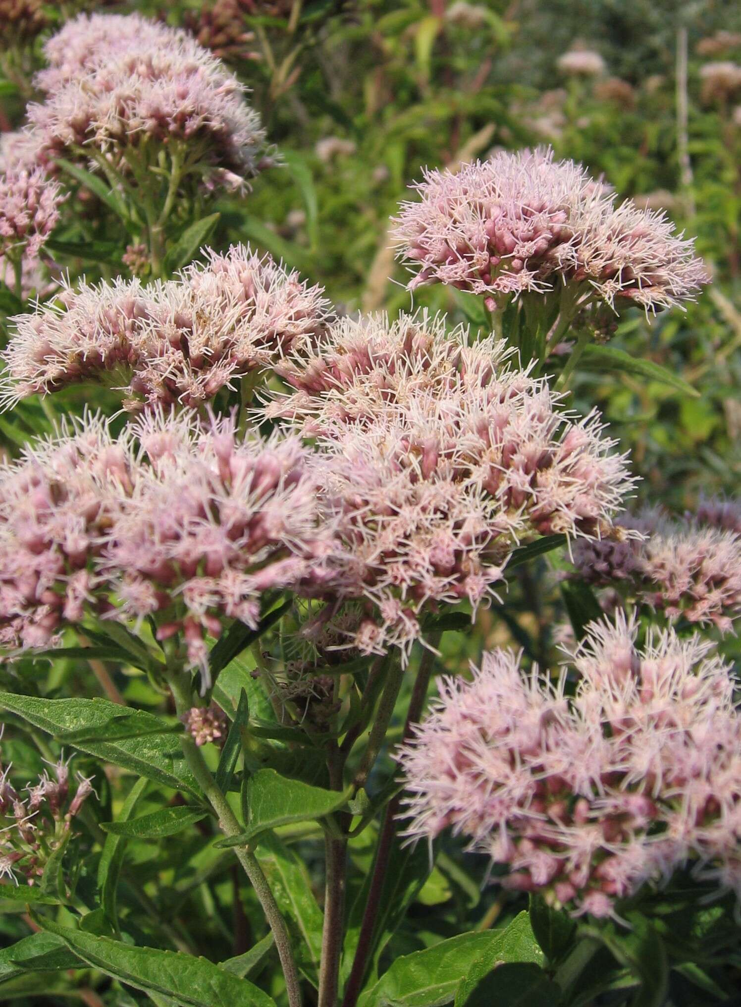 Image of hemp agrimony