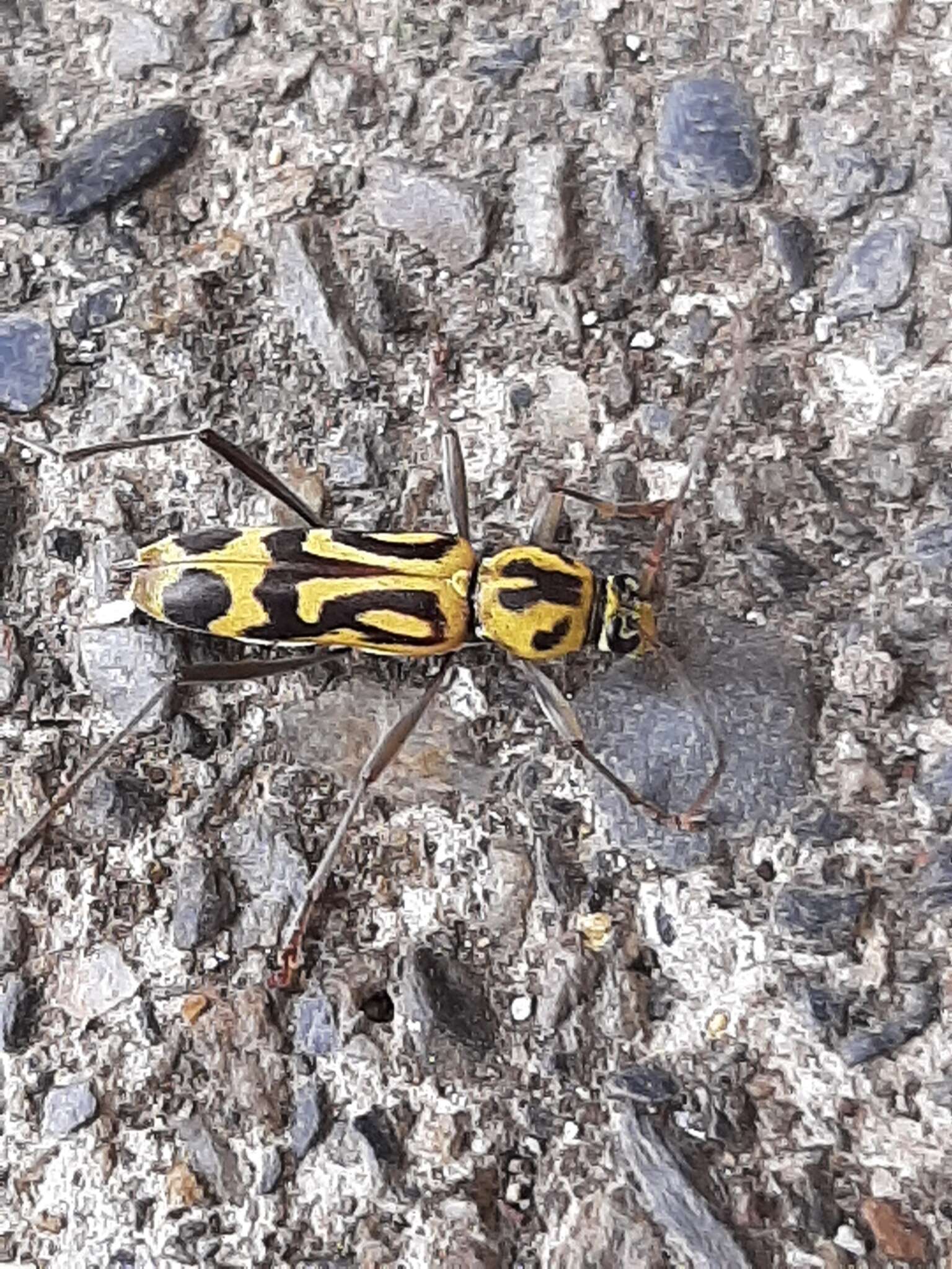 Image of Bamboo longhorn beetle