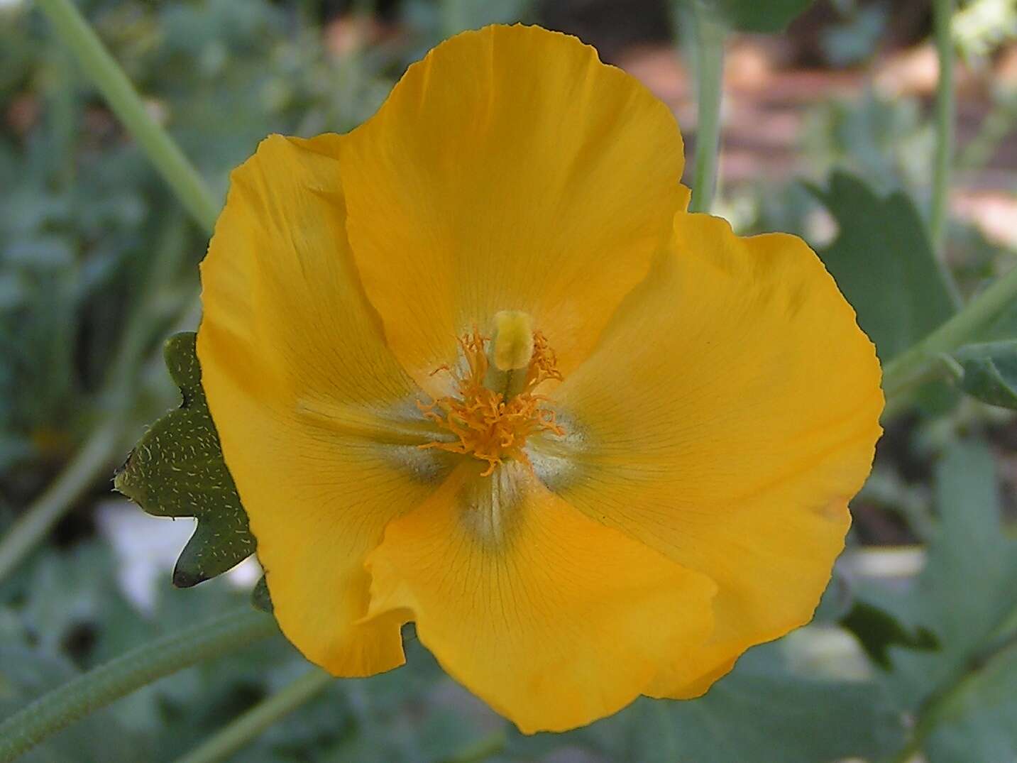 Image of Yellow Horned Poppy