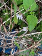 Imagem de Lobelia chinensis Lour.