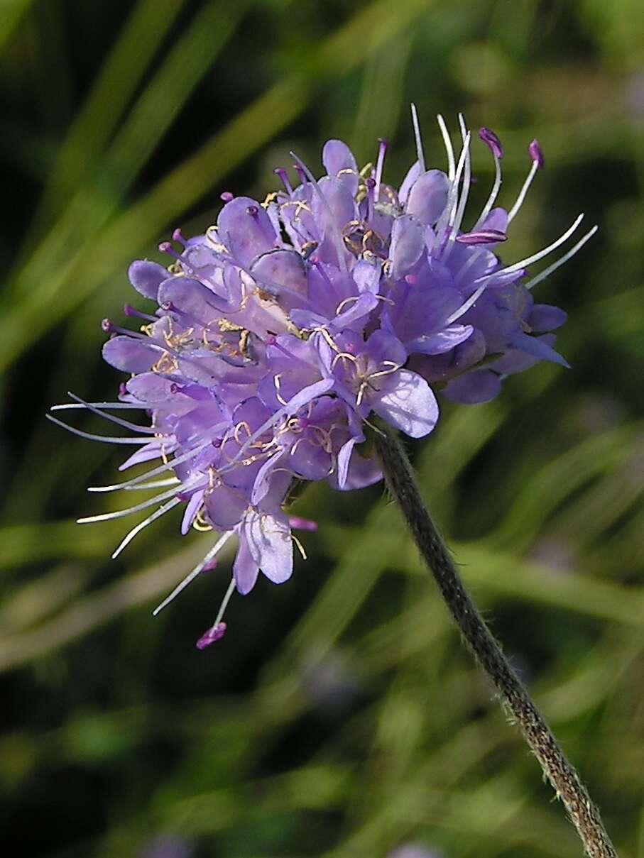 Image of Devil’s Bit Scabious