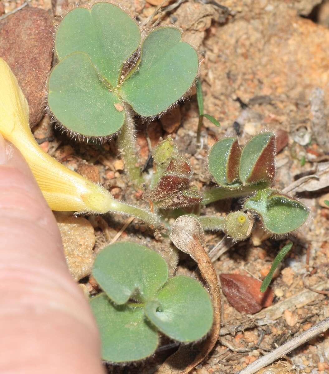 Image of Oxalis melanosticta var. melanosticta