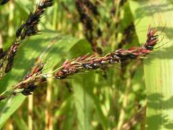 Image of sorghum