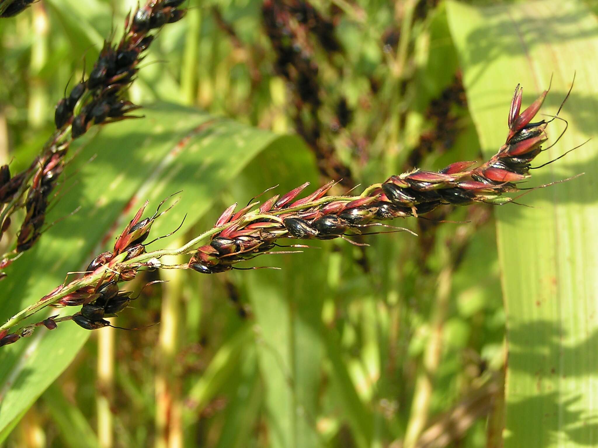 Image of sorghum