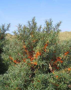 Image of Sea-buckthorn