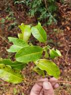 Image de Salacia madagascariensis (Lam.) DC.