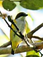 Image of Yellow-sided Flowerpecker