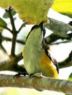 Image of Yellow-sided Flowerpecker