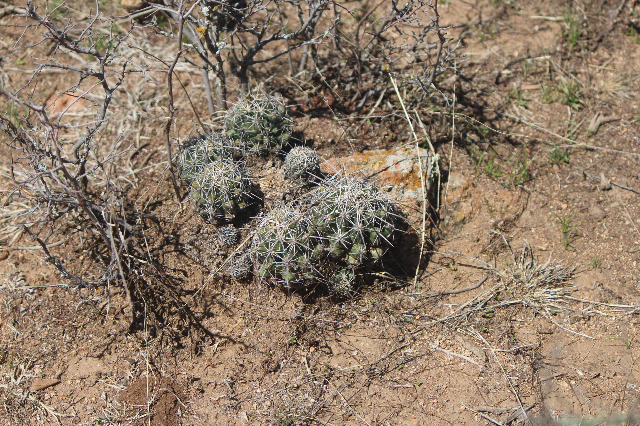 Thelocactus leucacanthus (Zucc. ex Pfeiff.) Britton & Rose resmi