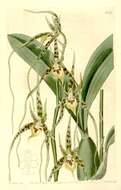 Image of brassia