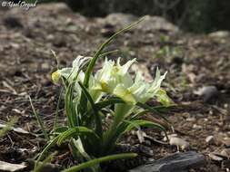 Iris palaestina (Baker) Barbey的圖片