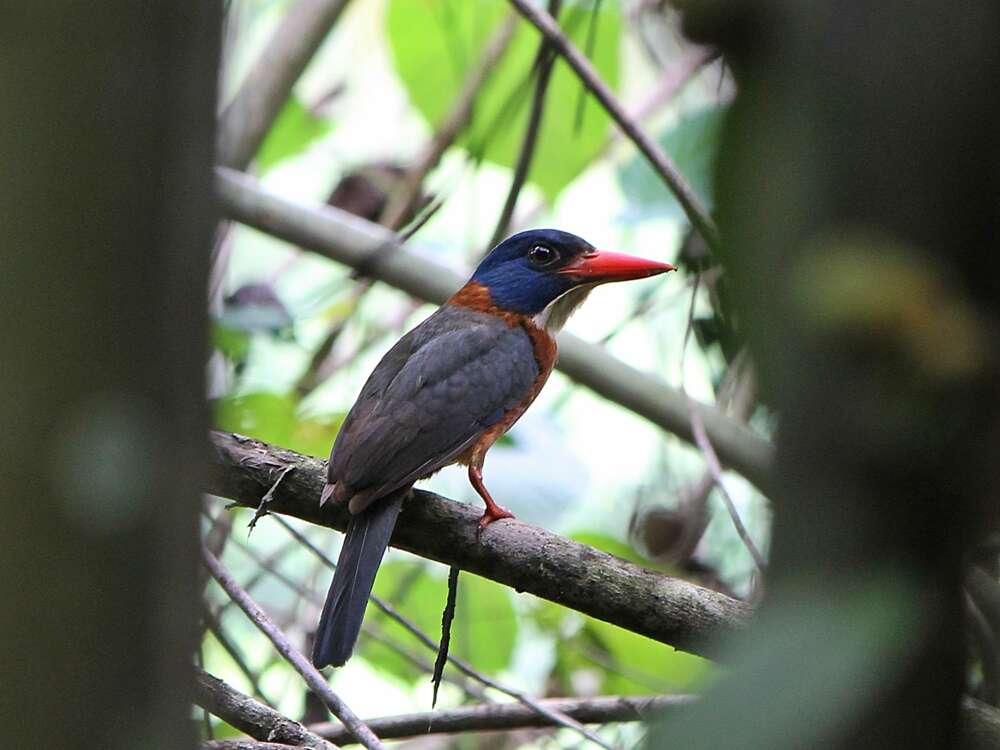 Image of Blue-headed Kingfisher