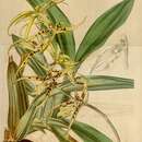 Brassia lanceana Lindl.的圖片