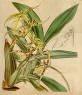 Image of Brassia lanceana Lindl.