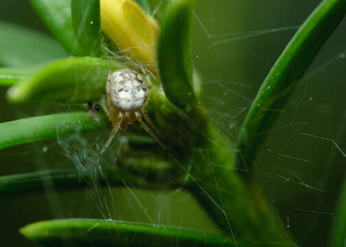 Image de Araneus pegnia (Walckenaer 1841)