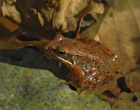 Image de Grenouille ibérique