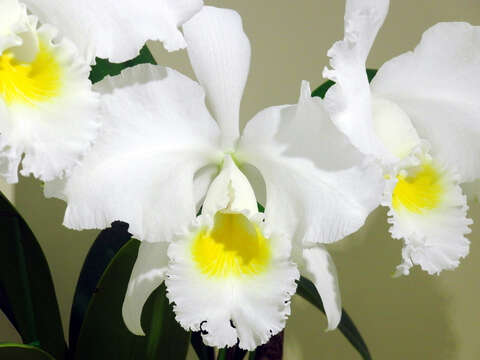 Imagem de Cattleya trianae Linden & Rchb. fil.