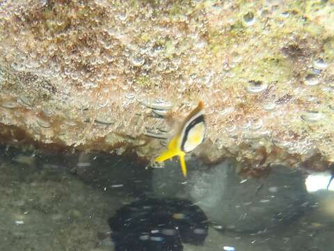 Image of Halfmoon Butterflyfish