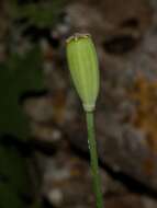 Image of Papaver lecoqii La Motte