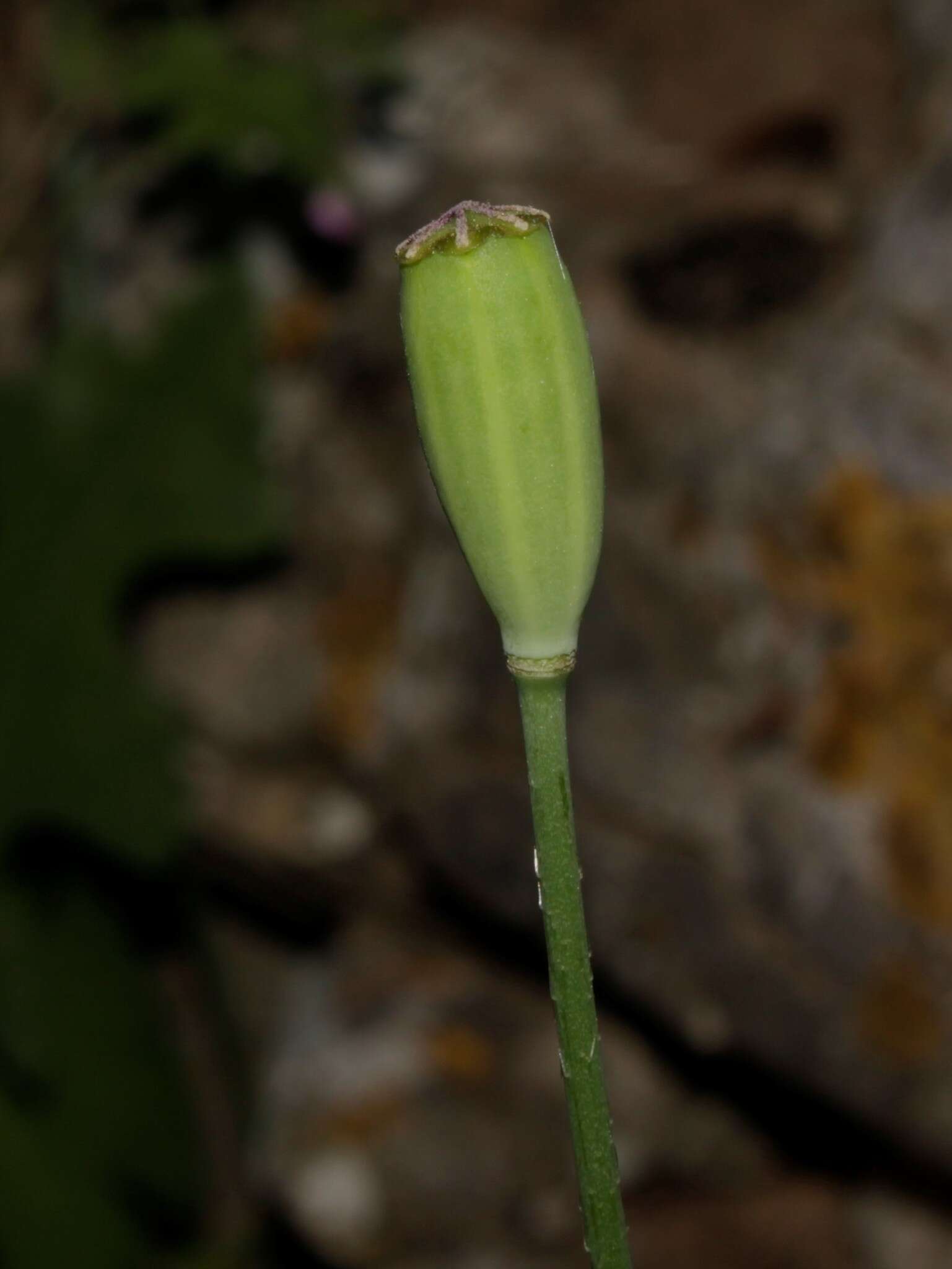 Image of Papaver lecoqii La Motte