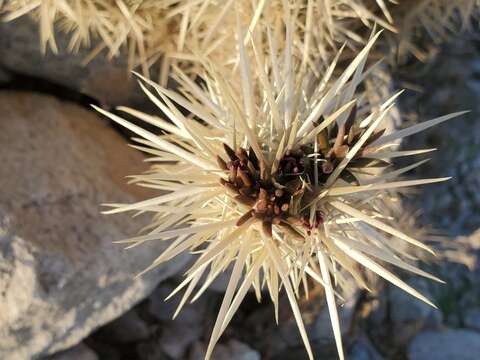 Image of buckhorn cholla