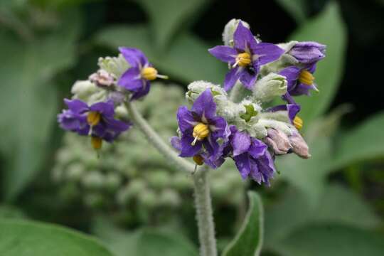 Imagem de Solanum mauritianum Scop.