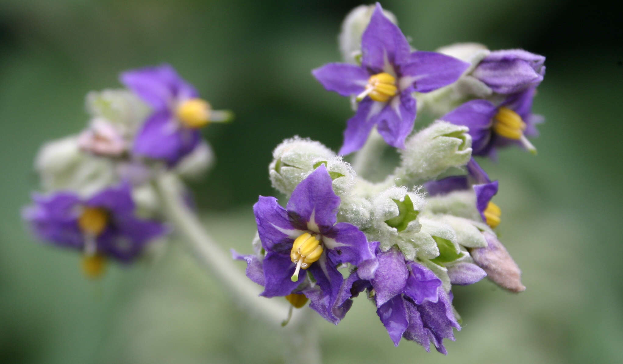 Image of earleaf nightshade