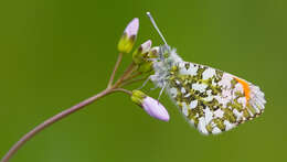 Image of orange tip