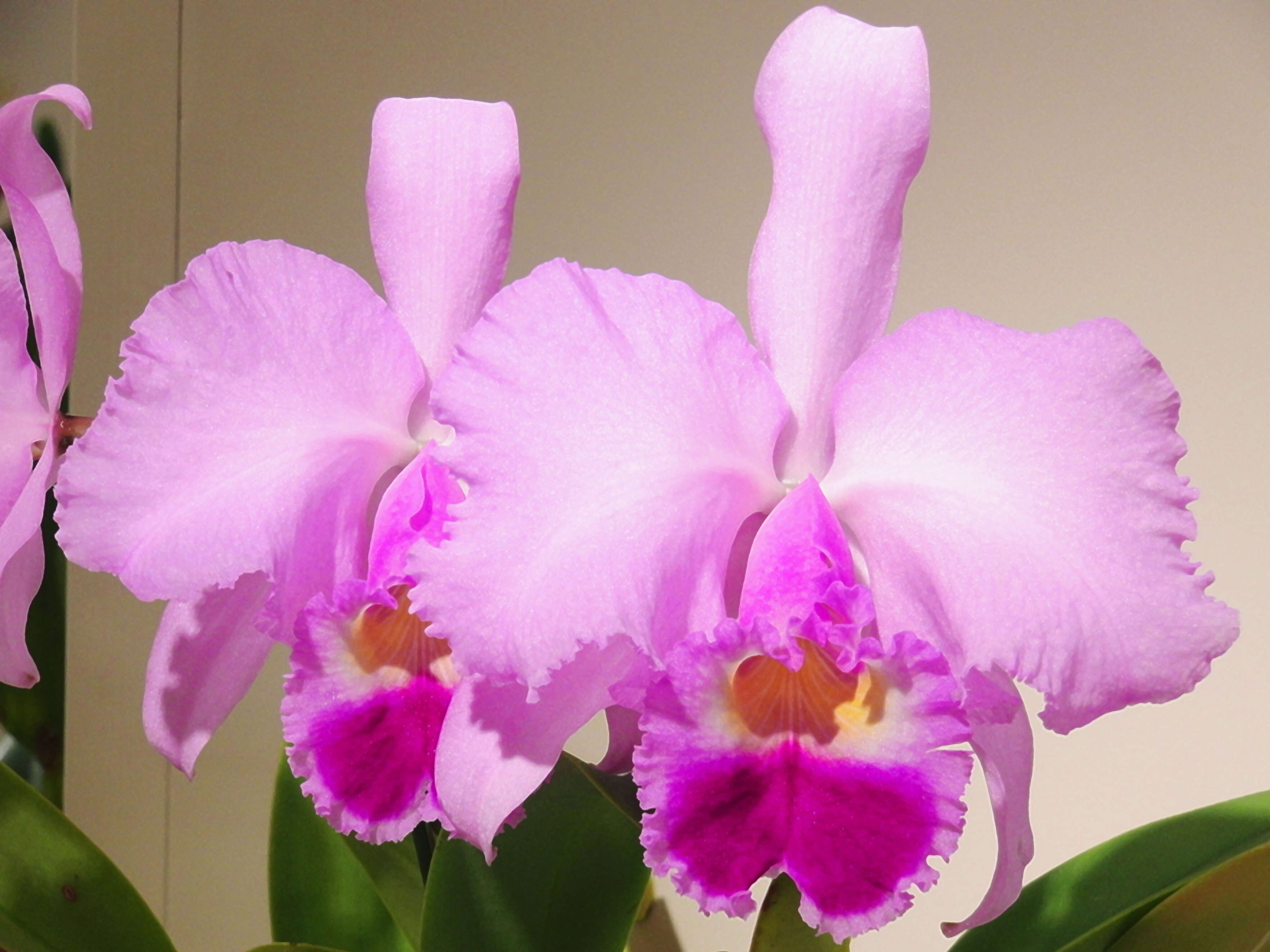 Imagem de Cattleya trianae Linden & Rchb. fil.