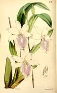 Image of Regnell's Miltonia