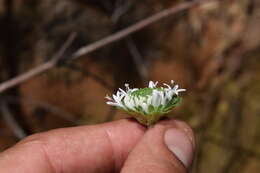 Marshallia obovata var. obovata的圖片