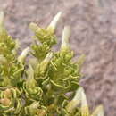Image of Baccharis viscosissima