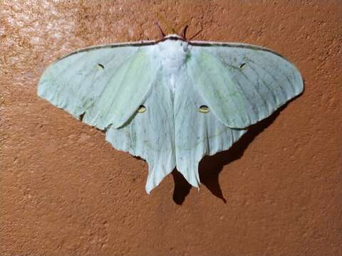 Image of Actias artemis (Bremer & Grey 1853)