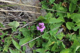 Image of Thymus nummularius M. Bieb.